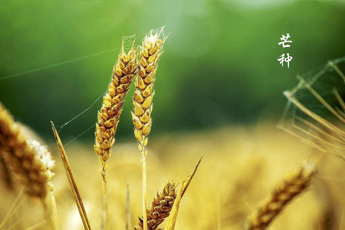 芒種